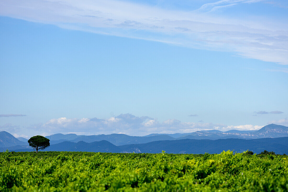 Open field with single tree and mountains in the background, Orange, Provence, France