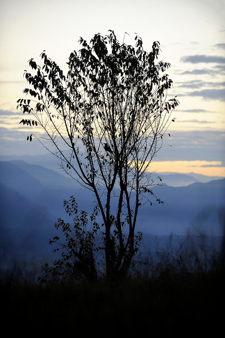 Baum in der Dämmerung in der Annapurna Region, Nepal, Asien