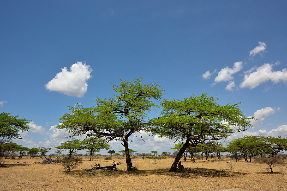 Umbrella thorn acacia in Selous Nature Reserve, Tanzania, Africa