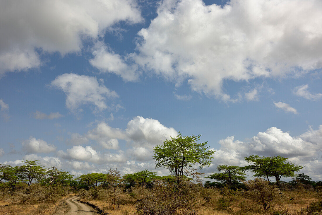 Umbrella thorn acacia in Selous Nature Reserve, Tanzania, Africa