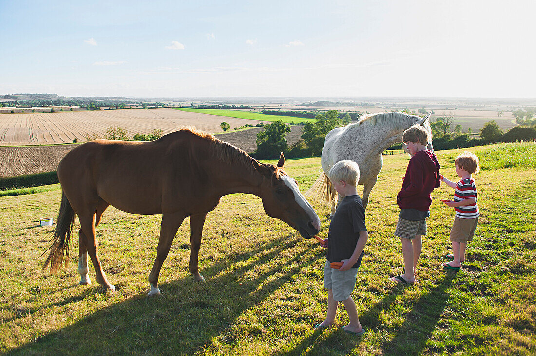 Caucasian brothers feeding horses in rural field