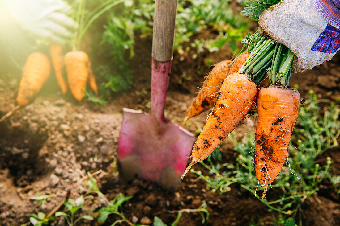 Close up of shovel and harvested carrots in garden