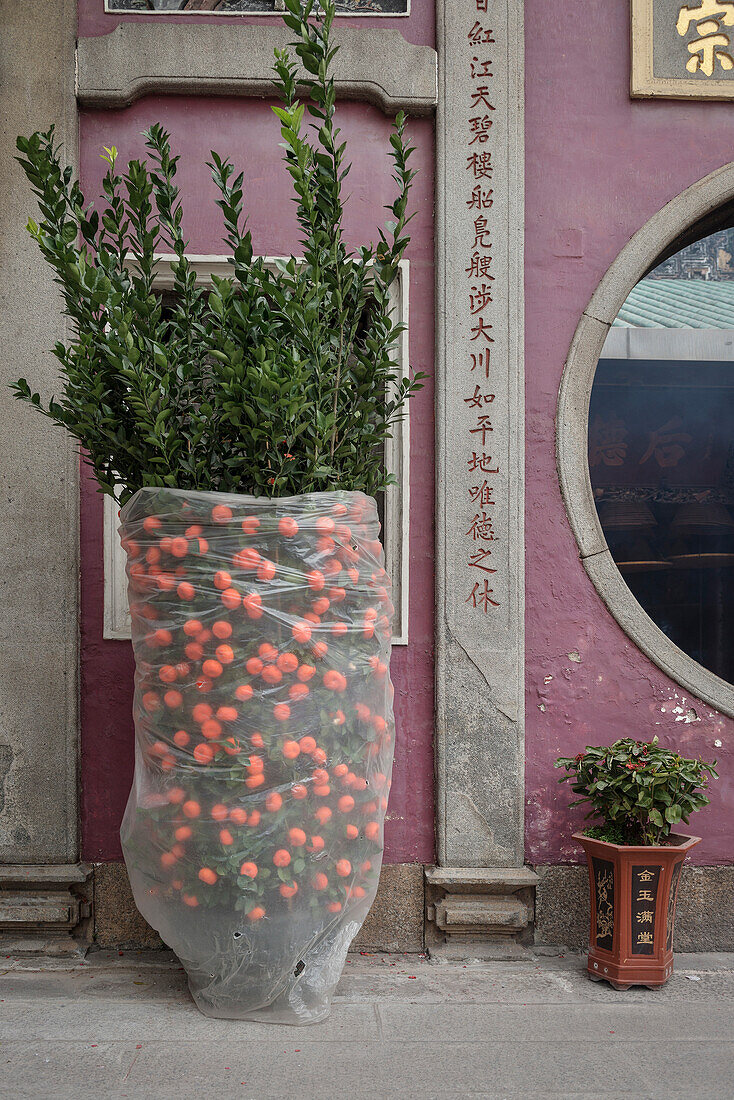 in Folie eingehüllter Mandarinen Strauch steht im A Ma Tempel, Macau, China, Asien