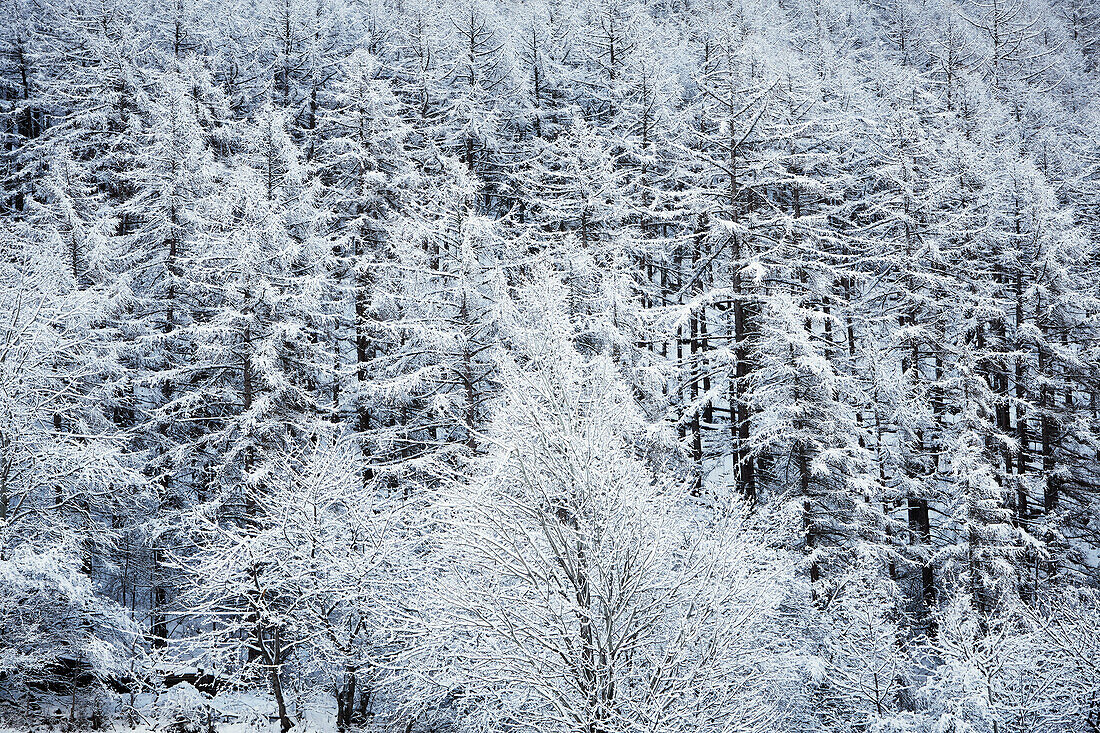 verschneiter Lerchenwald, Schnalstal, Südtirol, Italien