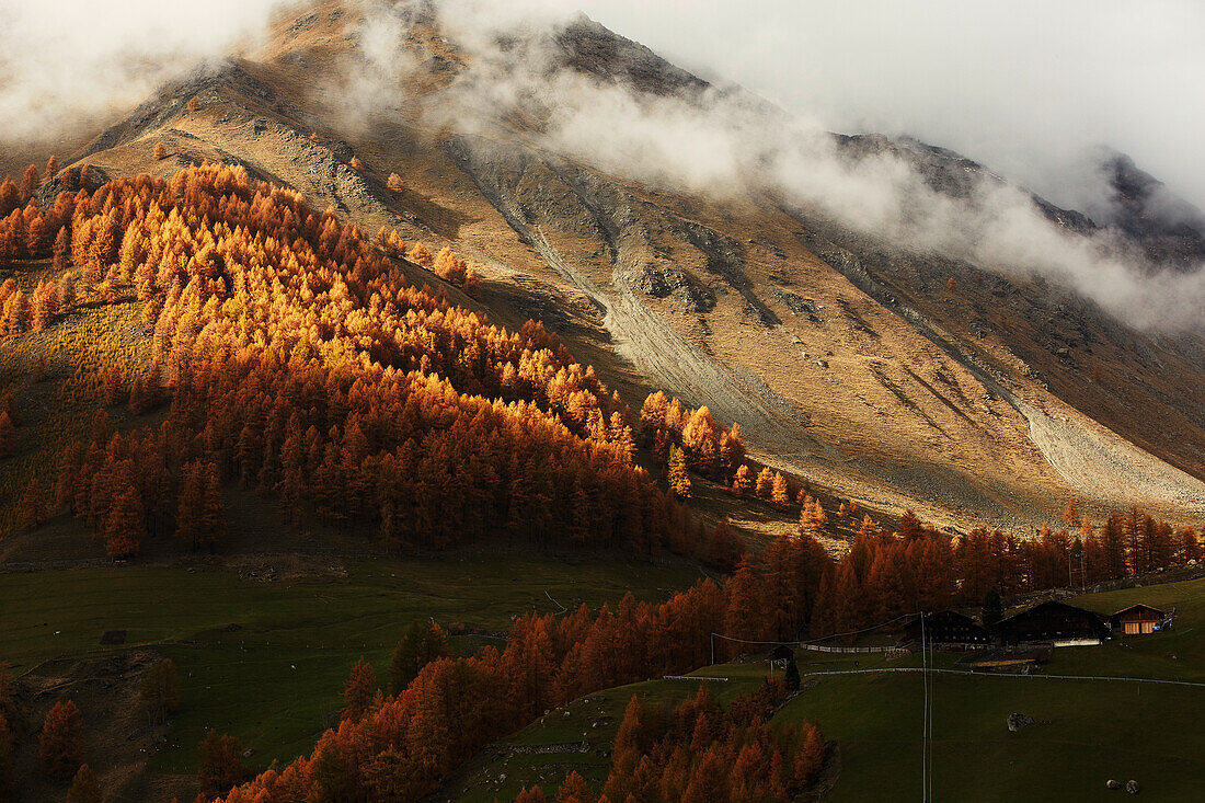 Golden autumn with lark forest in Schnalstal, South Tyrol, Italy