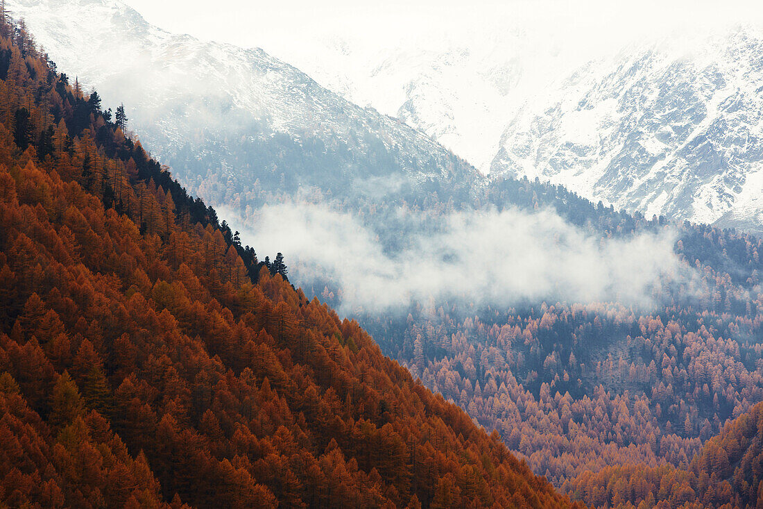 Goldener Herbst, Lärchenwald, Schnalstal, Südtirol, Italy