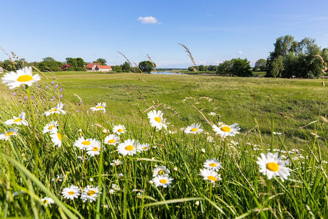 Flowery meadow along the river Elbe in Summer, family bicycle tour along the river Elbe, adventure, from Torgau to Riesa, Saxony, Germany