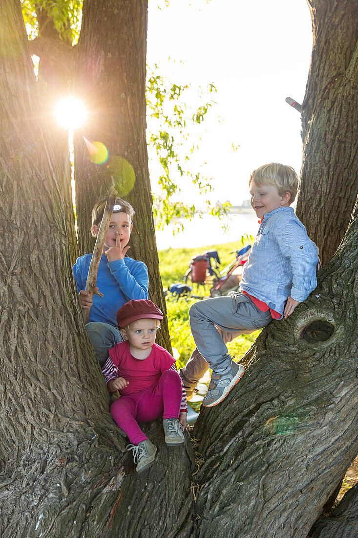 Kinder beim Klettern im Baum, Abenteuer, Elbwiesen, Familienfahrradtour an der Elbe von Torgau nach Riesa, Sachsen, Deutschland, Europa