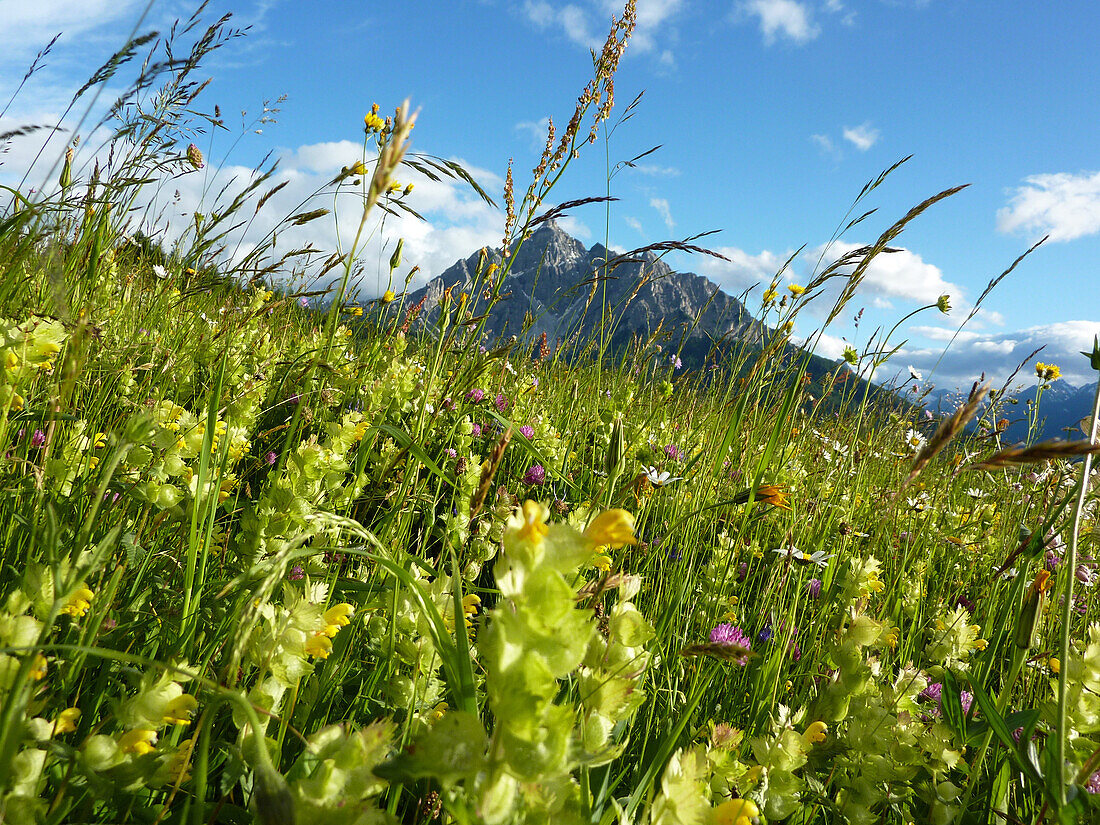 Blooming alpine meadow, view to Serles, Stubai Alps, Tyrol, Austria
