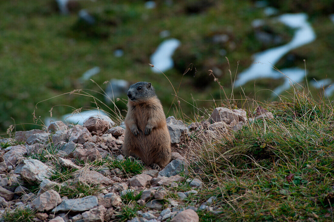 Murmeltier unterhalb des Passo Ombretta, Marmolada, Dolomiten, Südtirol, Italien