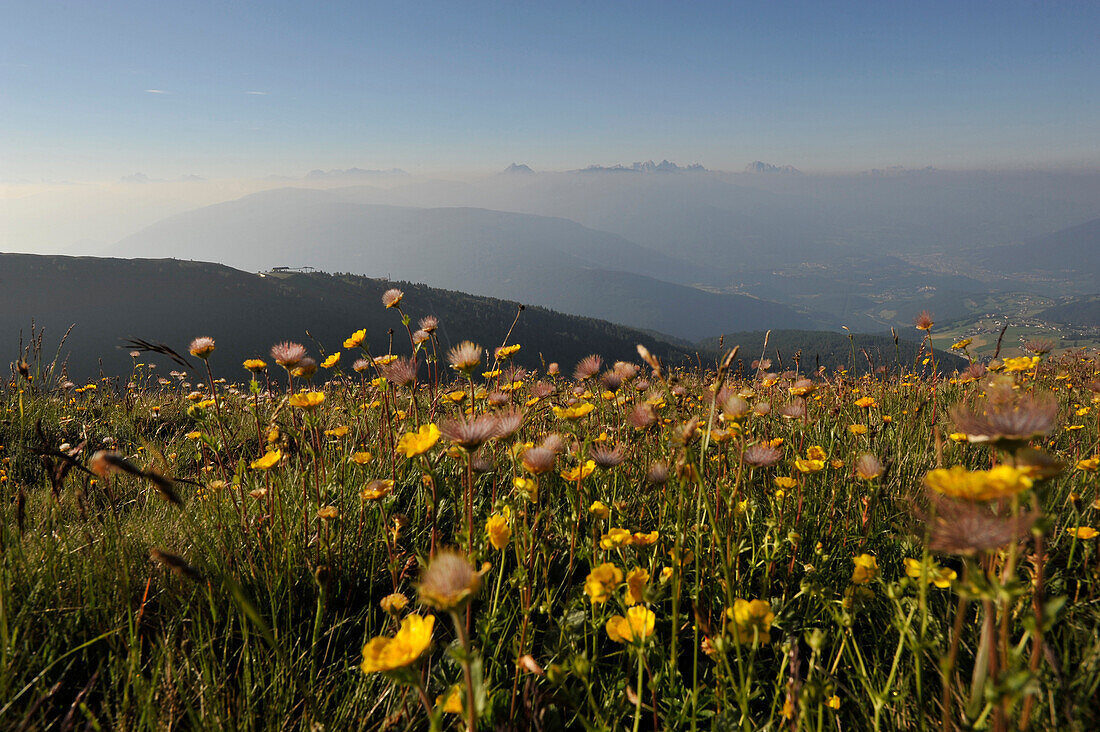 Blooming alpine meadow, view to Eisack Valley and the Dolomites, South Tyrol, Italy