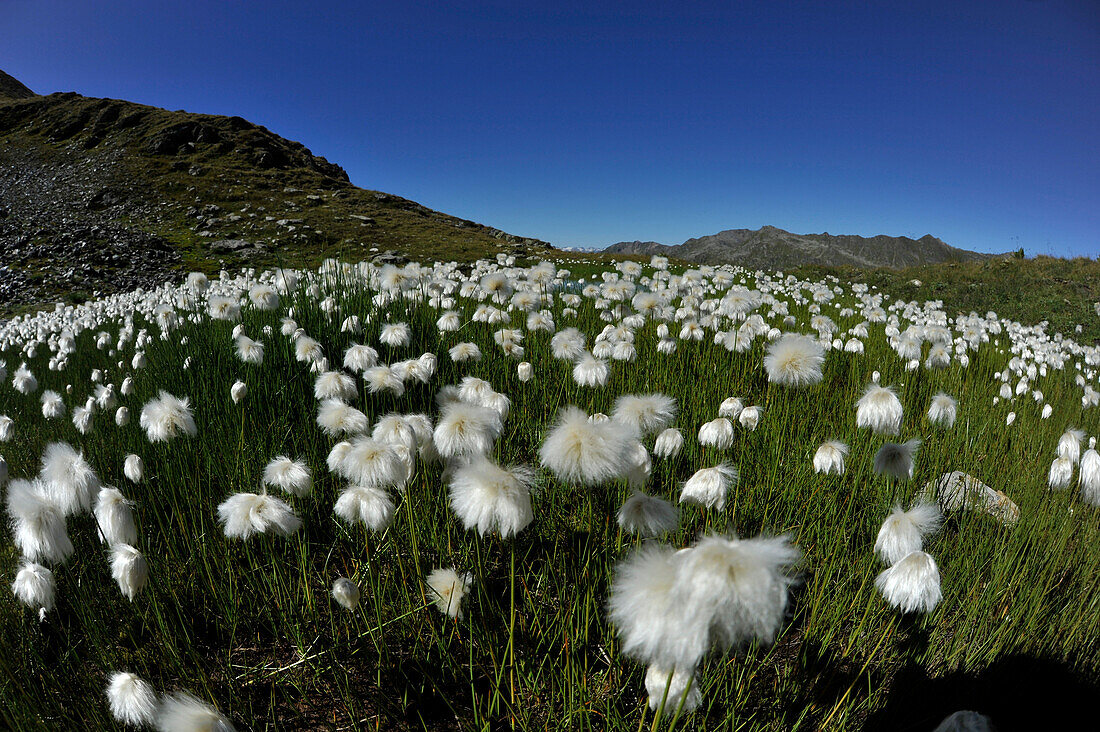 Cotton gras in the Wattener Lizum, Tux Alps, Tyrol, Austria