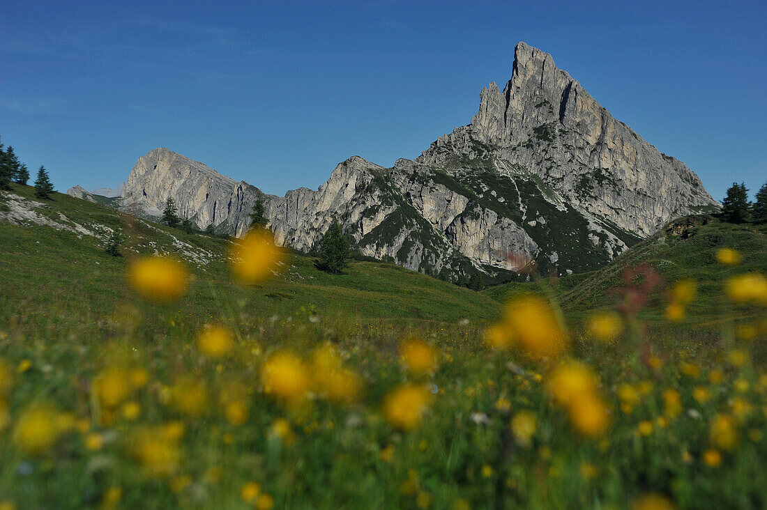 Blumenwiese am Falzarego Pass, Blick Richtung Hexenstein, Falzarego Gebiet, Dolomiten, Südtirol, Italien