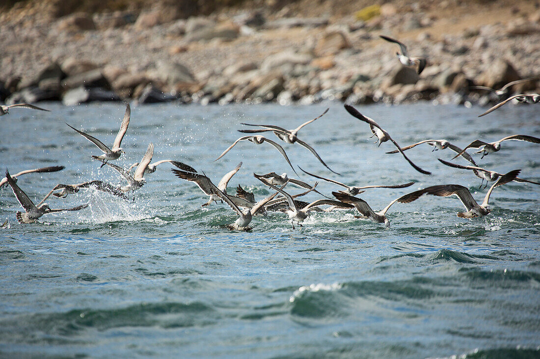 Birds feeding on bait fish off Martha's Vineyard, Massachusetts, United States of America