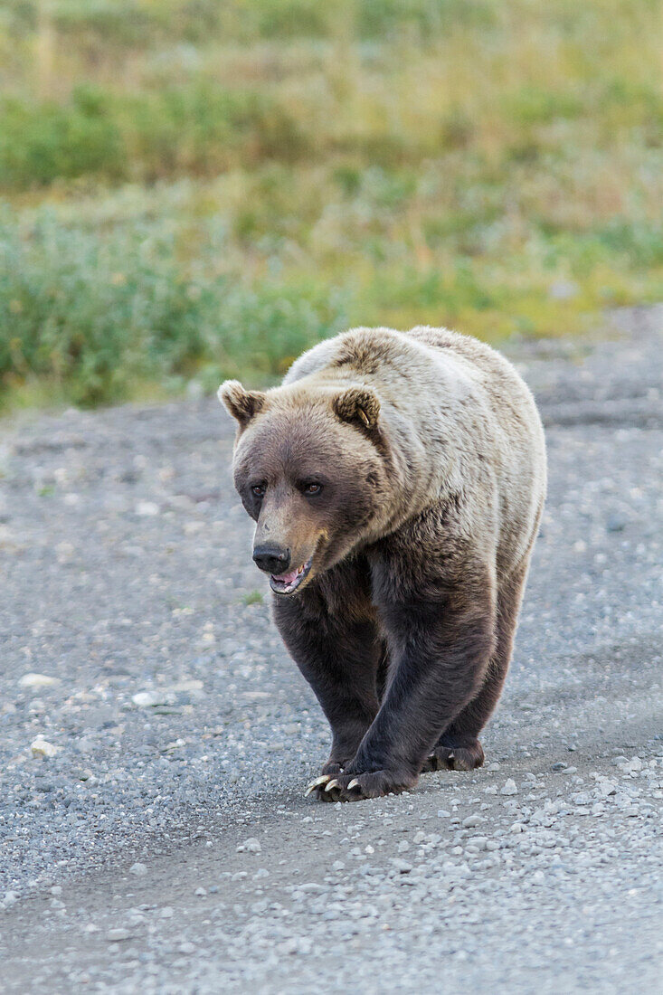 A grizzly bear Ursus arctos horribilis with mouth slightly open walks on the park road in Denali National Park, Alaska, United States of America