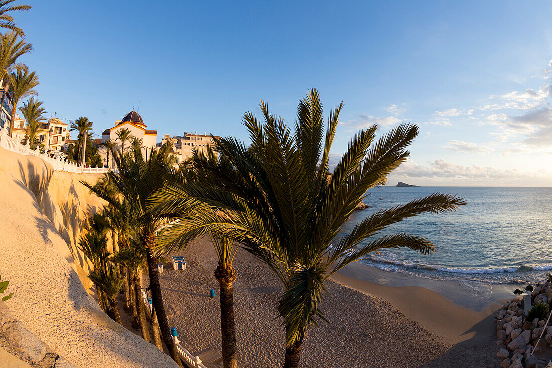 Palm trees in the sand along the Mediterranean, Benidorm, Spain