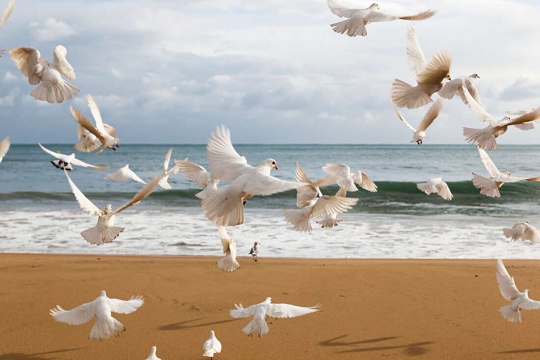 A flock of white birds takes flight on a beach at the water's edge, Benidorm, Spain