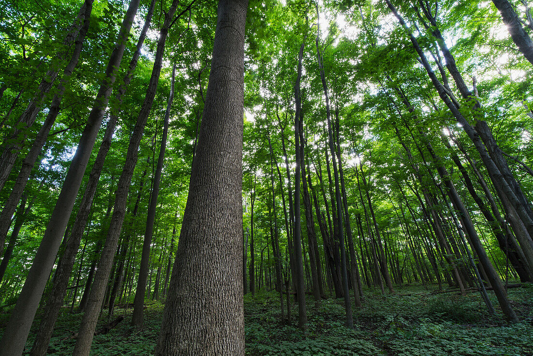 Looking up into the canopy of deciduous trees in an Ontario forest, Strathroy, Ontario, Canada