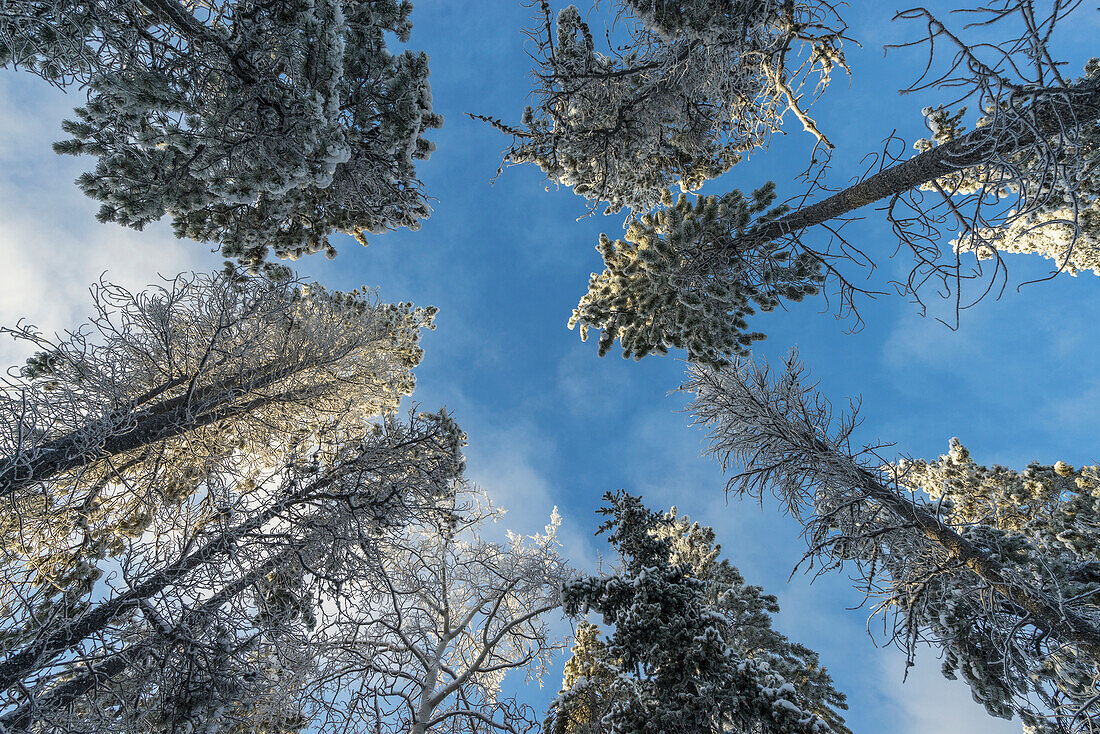 Looking up at the trees in winter, Whitehorse, Yukon, Canada