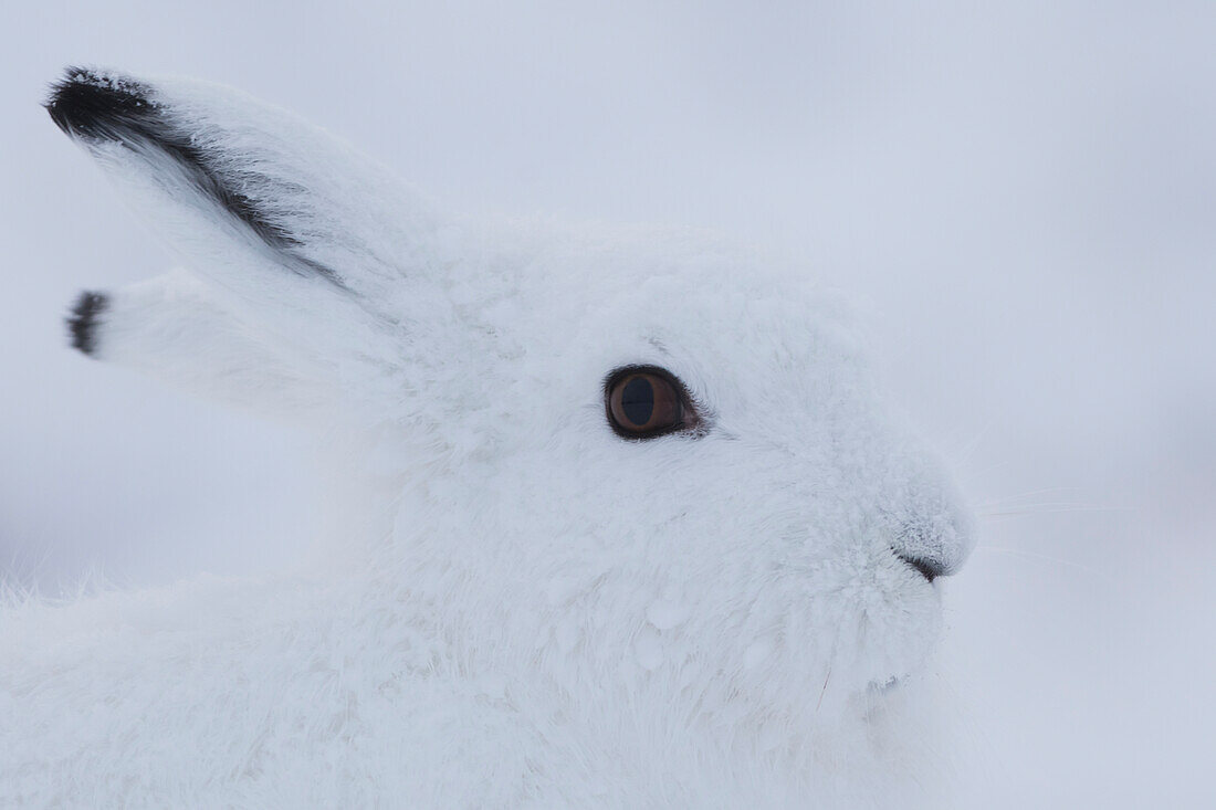 Arctic hare Lepus arcticus, Churchill, Manitoba, Canada