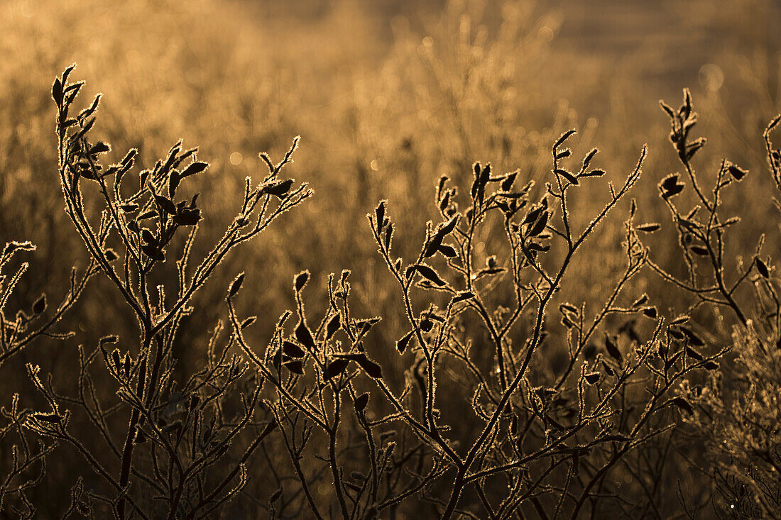 Frost lined willow trees backlit by the rising sun, Churchill, Manitoba, Canada