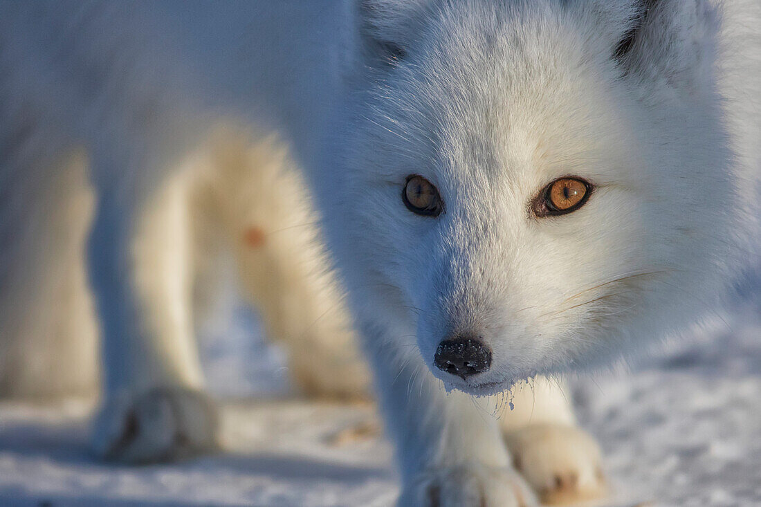 Arctic fox Vulpes lagopus, Churchill, Manitoba, Canada