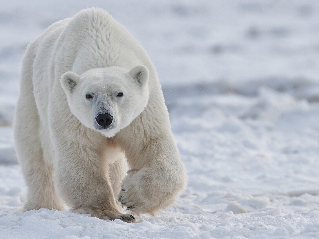 Polar bear ursus maritimus walking through the snow and ice of Hudson Bay, Manitoba, Canada