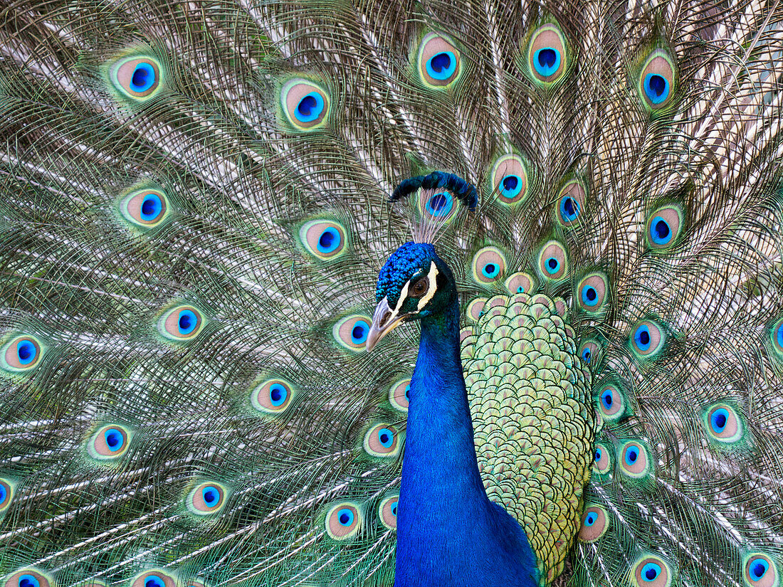Peacock in full display mode attempting to attract a mate, Santa Cruz, Bolivia