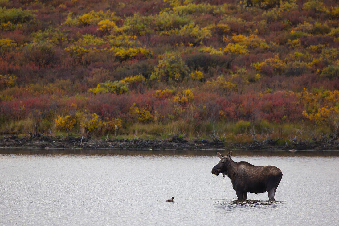 Moose alces alces standing in front of a duck in a pond along the Dempster Highway, Yukon, Canada