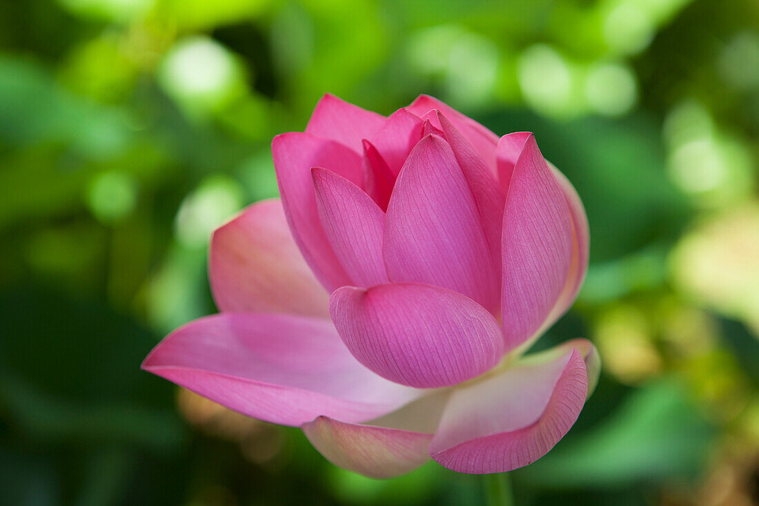 Lotusblüte, National Tropical Botanical Garden, Lawai, Kauai, Hawaii, Vereinigte Staaten von Amerika