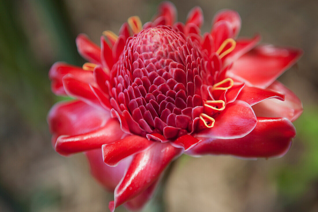 Fackel-Ingwer, tropische Blume in den National Tropical Botanical Gardens, Lawai, Kauai, Hawaii, Vereinigte Staaten von Amerika