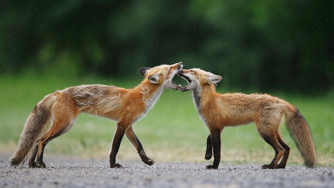 Foxes playing, Montreal, Quebec, Canada