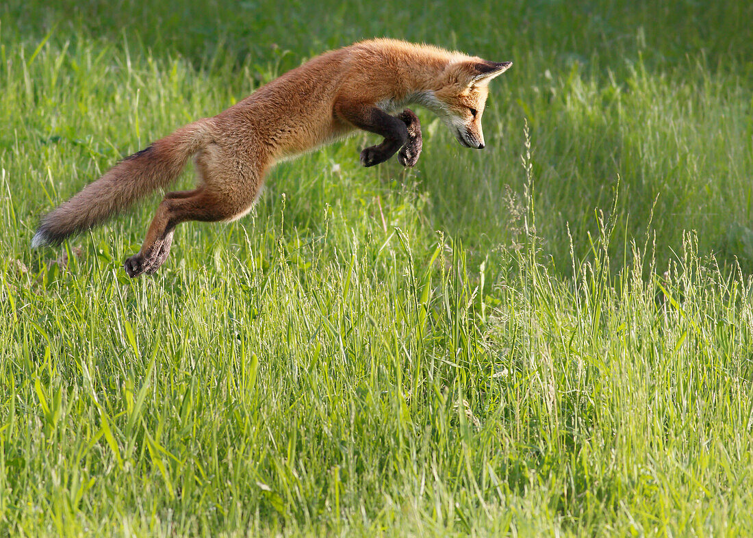 Fox jumping in a grass field, Montreal, Quebec, Canada