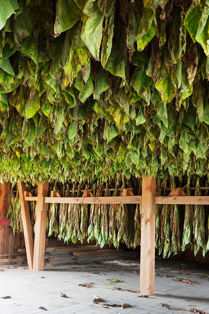 Type 41 tobacco drying in barn in Lancaster County, Pennsylvania, United States of America