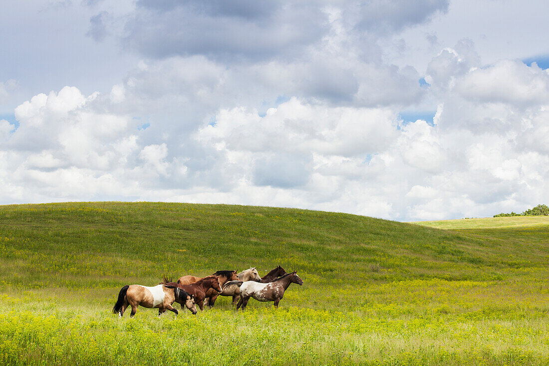 Horses in a field, Winnipeg, Manitoba, Canada