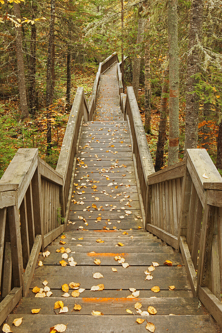 Boardwalk through forest in autumn