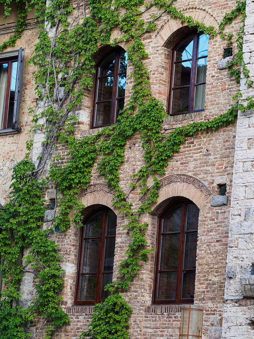 Vine climbing a wall in a building found in one of Italy's famous piazzas, San Gimignano, Siena, Italy