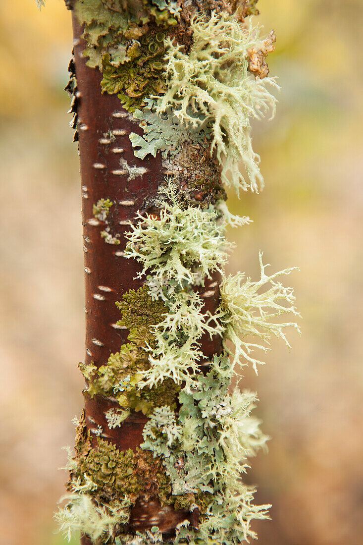 Moss growing on a birch tree trunk, Thunder Bay, Ontario, Canada