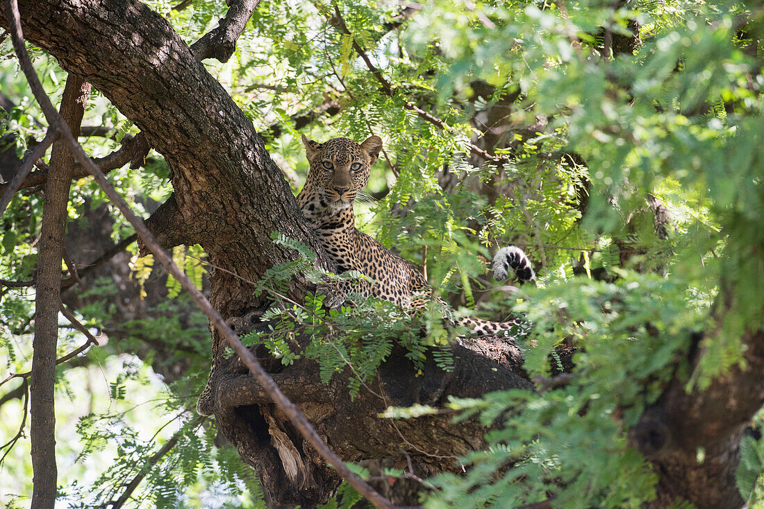 Leopard resting in tree in Lake Manyara National Park, Tanzania