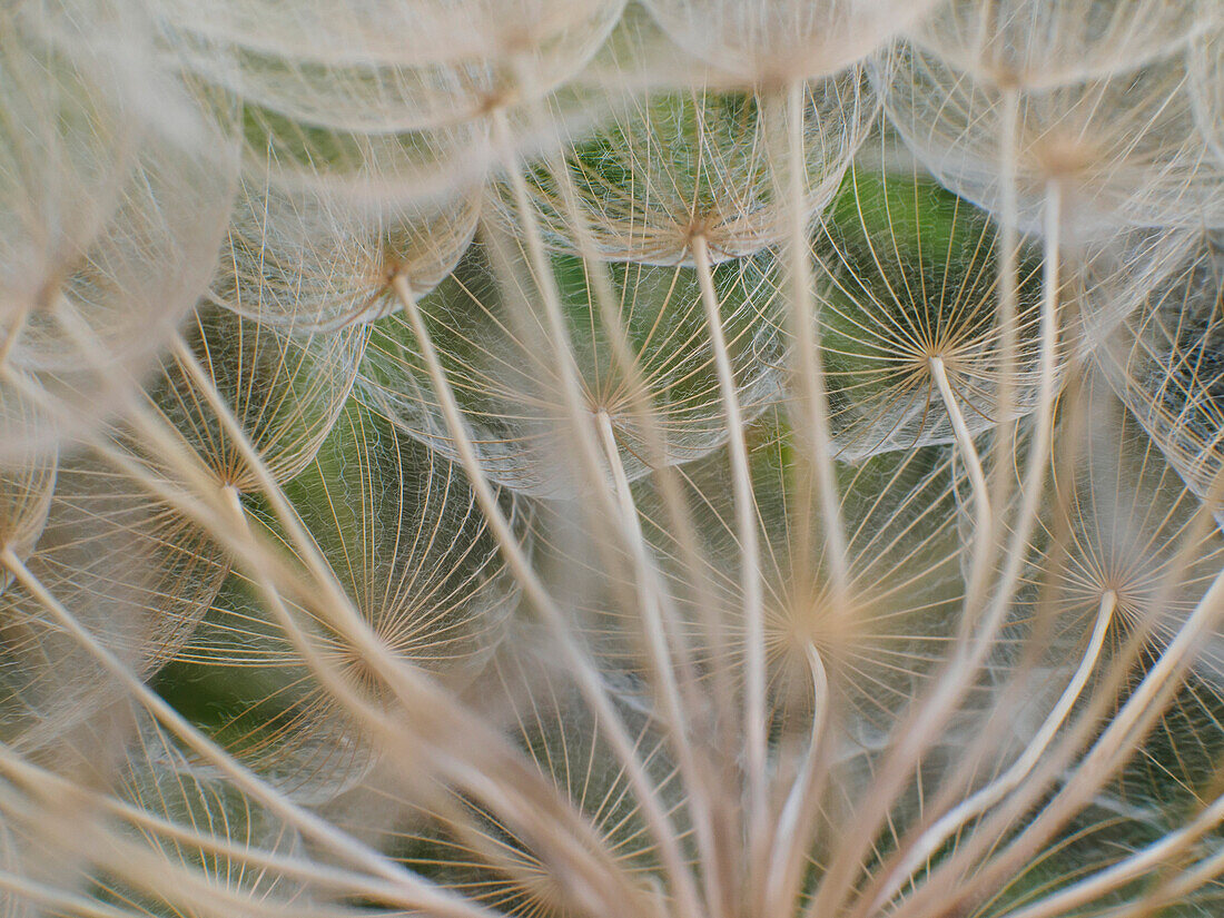 Close up of Yellow Goatsbeard Tragopogon pratensis, a plant that looks like a giant dandelion head when it goes to seed, Capanuccia, Florence, Italy