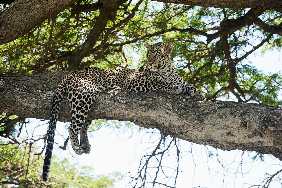 Leopard sprawled on tree limb near Ndutu, Ngorongoro Crater Conservation Area, Tanzania