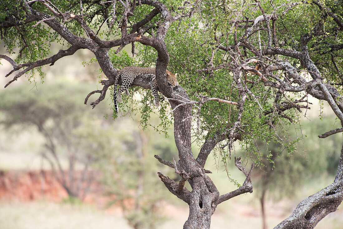 Leopard sprawled in tree in Tarangire National Park, Tanzania