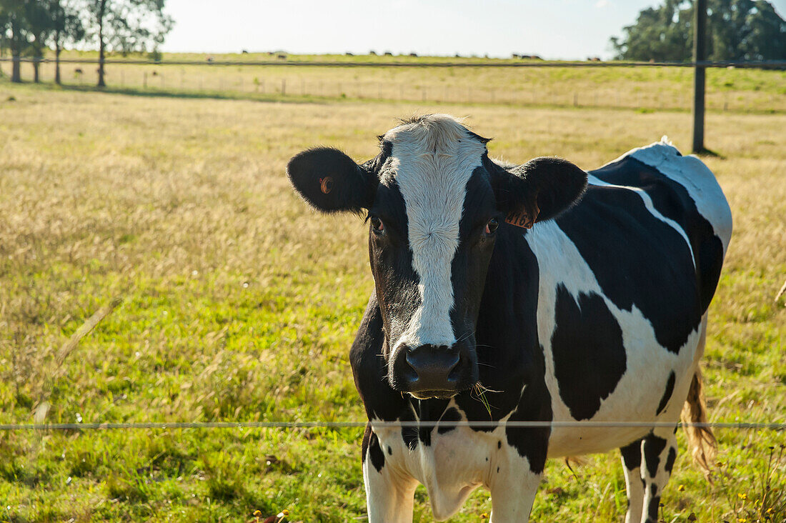 Cow in a grass field along a fence, near Laguna de Rocha, Uruguay
