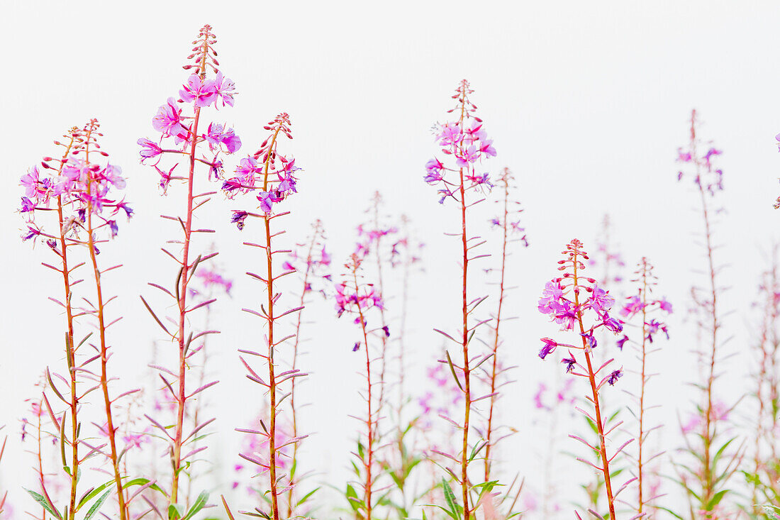 Fireweed Chamerion angustifolium detail with flowers in bloom on a bright white background, Noatak, Alaska, United States of America
