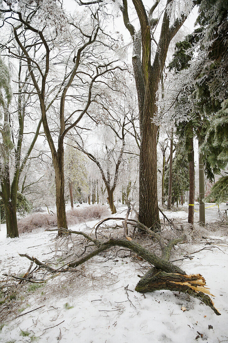 Aftermath of ice storm in Chorley Park, Toronto, Ontario, Canada