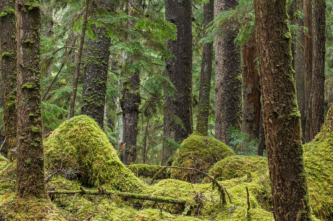 The moss covered floor and trees of Naikoon Provincial Park, Haida Gwaii, British Columbia, Canada