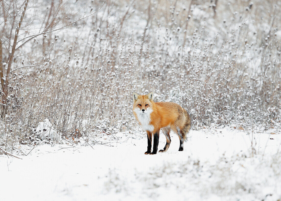 Male red fox vulpes vulpes standing in the snow in winter, Montreal, Quebec, Canada