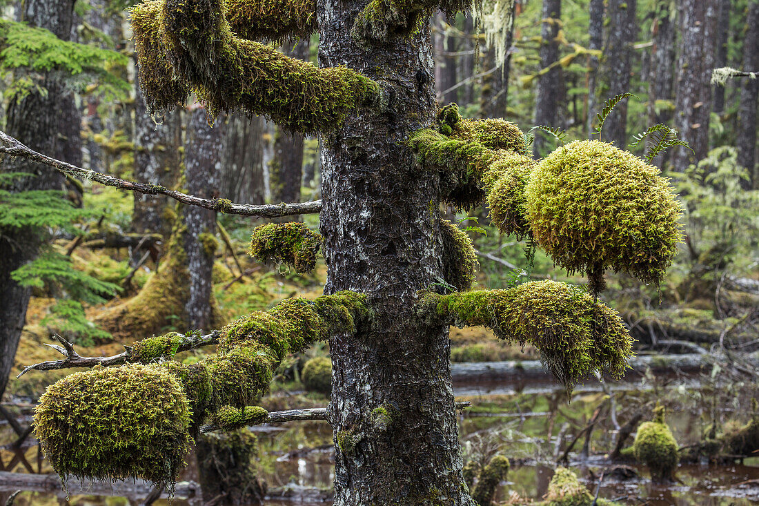 Moss grows in large clumps on the branches of the old trees within the ancient forests of Naikoon Provincial Park, Haida Gwaii, British Columbia, Canada