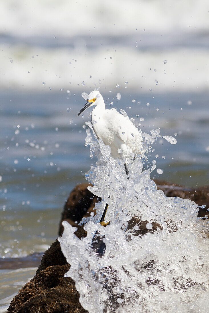Egret on standing on a beach rock with a wave crashing and splashing up around the bird, United States of America