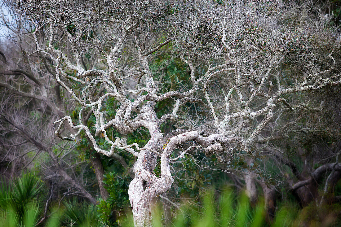 Coastal tree with very crooked branches and shaped by the wind, United States of America
